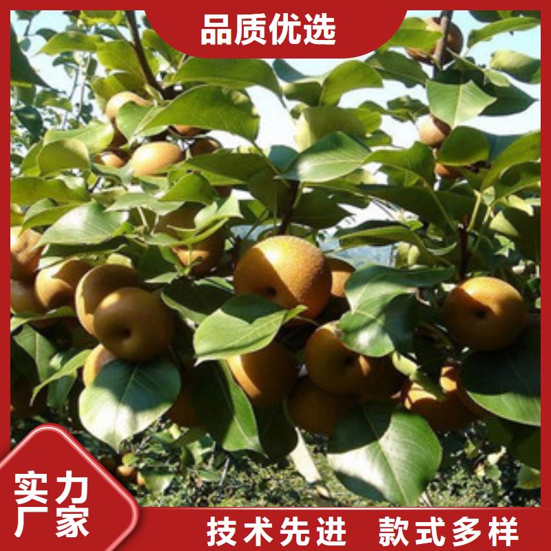 梨树苗本地正规大厂