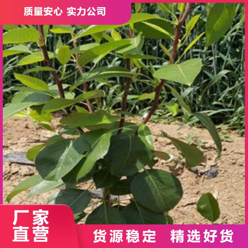 梨树苗贴心售后