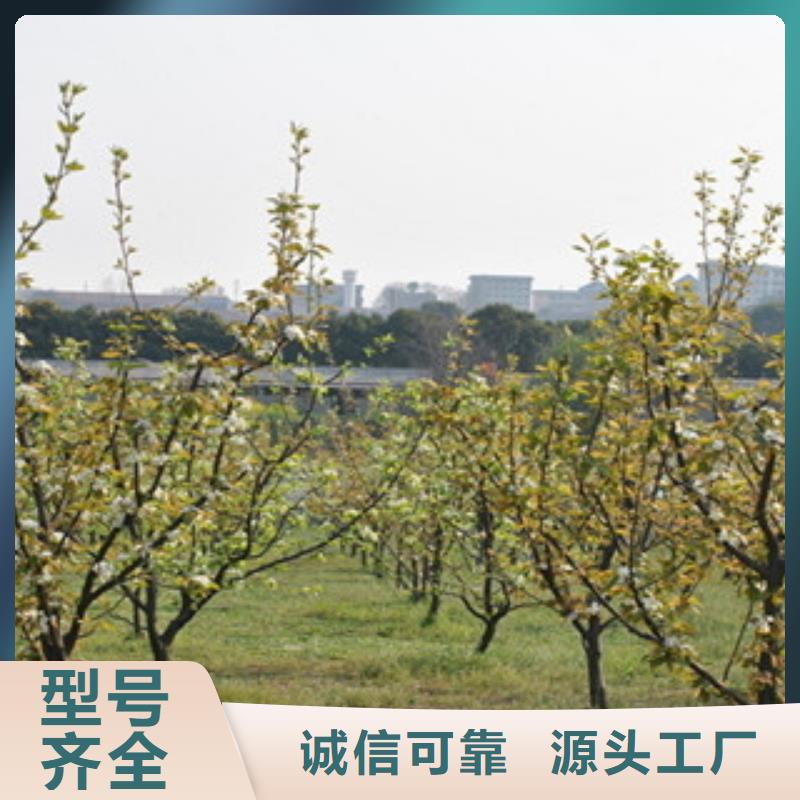 梨树苗源头厂家报价
