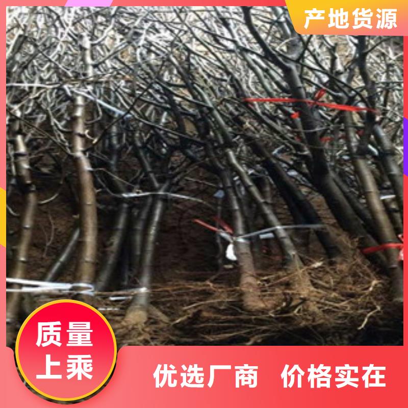 梨树苗企业-可接大单