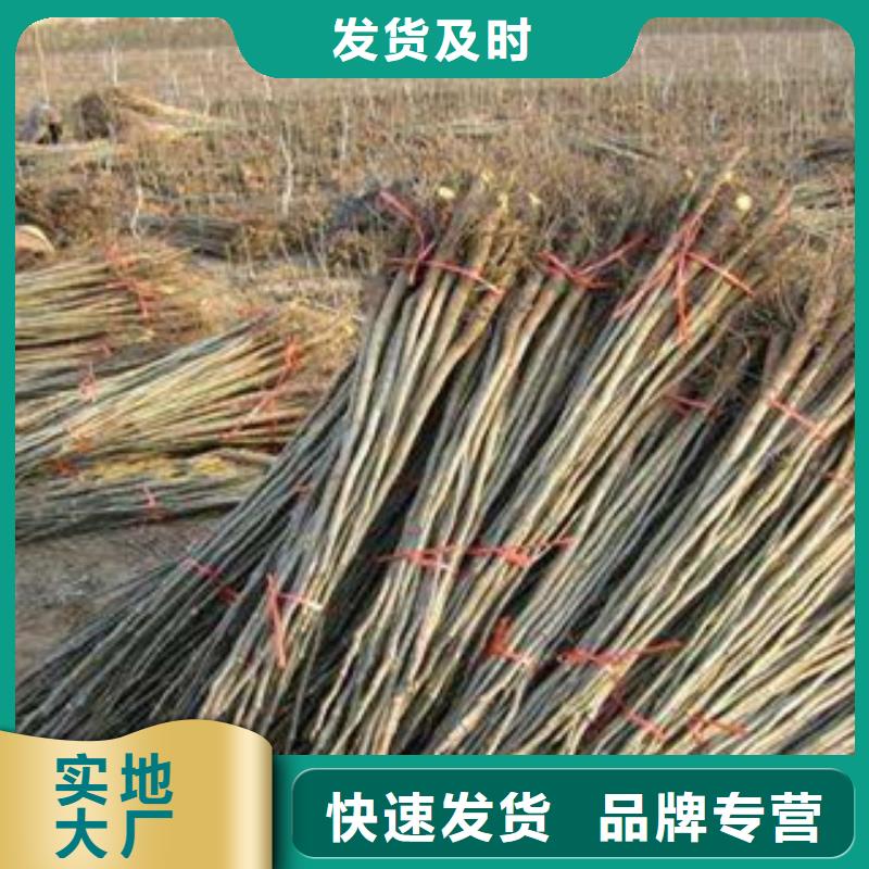 核桃苗厂家、定制核桃苗