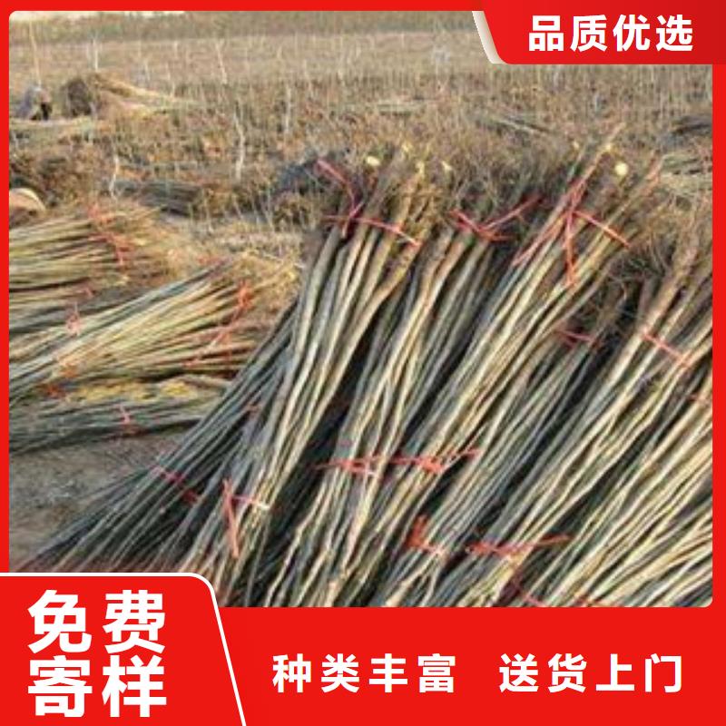 核桃苗供应厂家