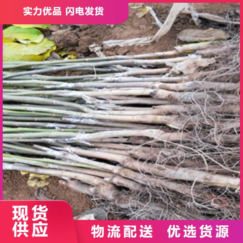 可定制的核桃苗供货商