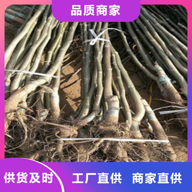 口碑好的核桃苗公司