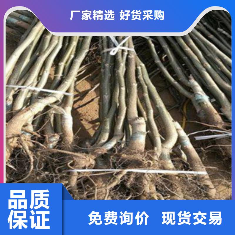 核桃苗质保时间长