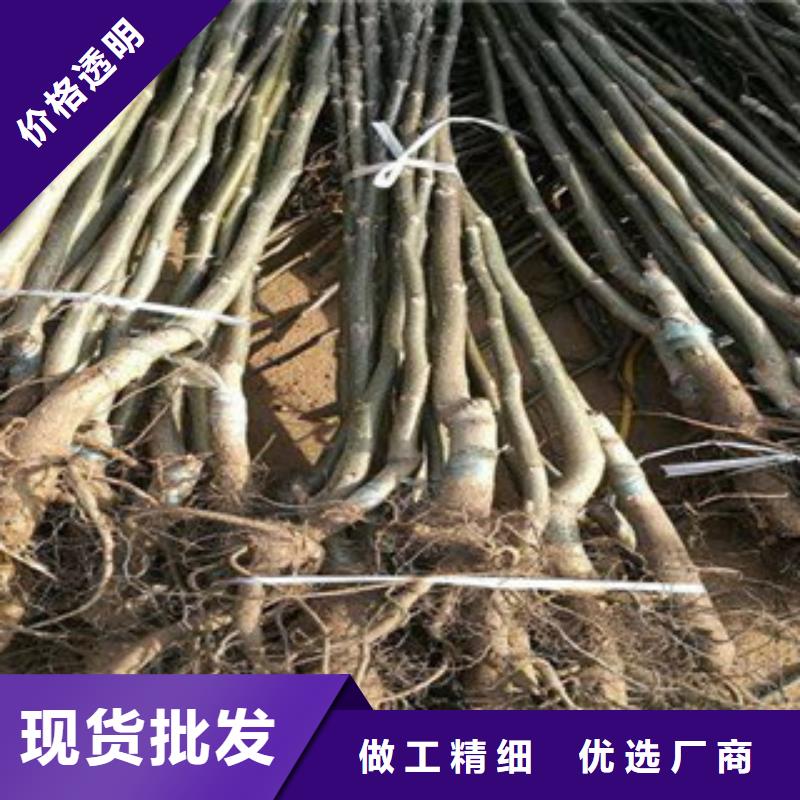 专业销售核桃苗-现货供应