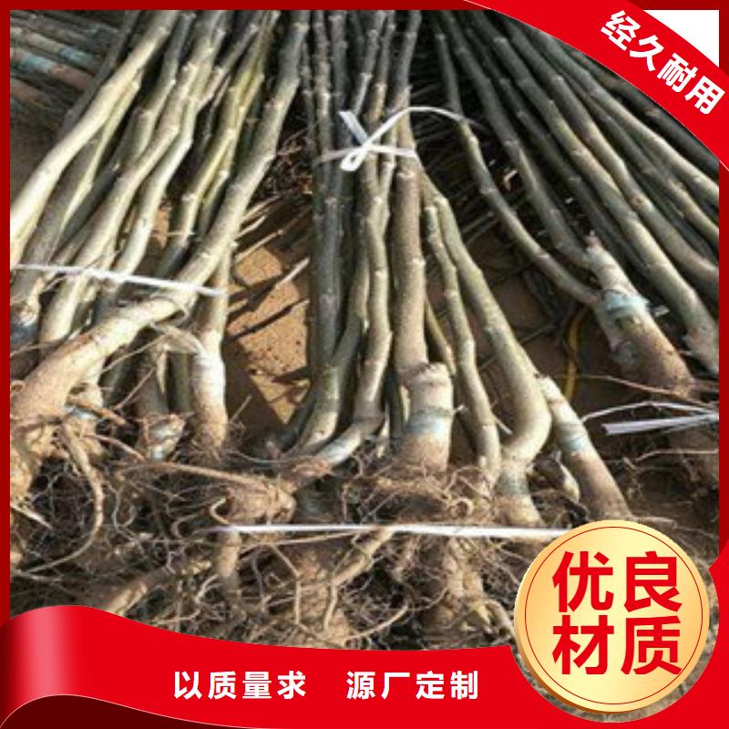 核桃苗提供定制