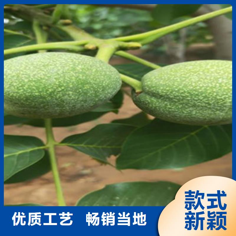 2025型号齐全#核桃苗#直接报价