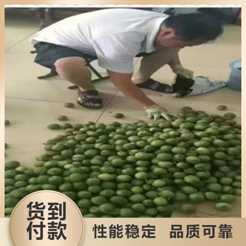 质优价廉的核桃苗公司