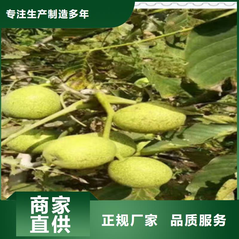 核桃苗质保时间长