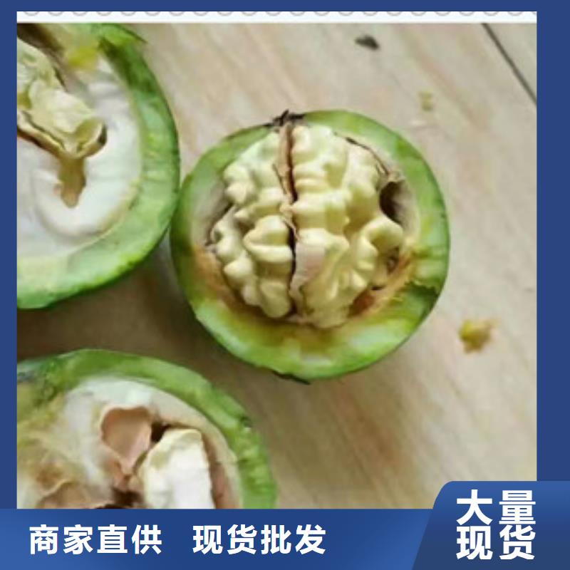 供应批发核桃苗-保质