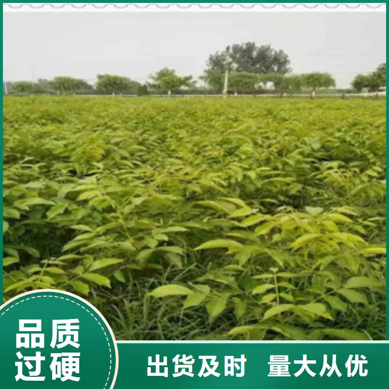 质优价廉的核桃苗公司