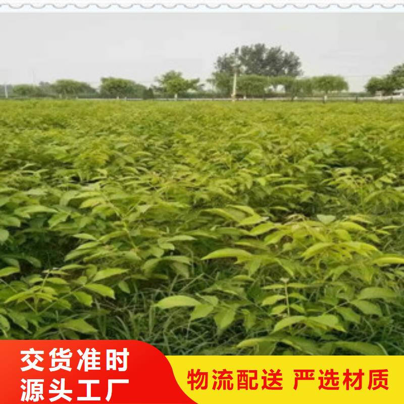 质量可靠的核桃苗供货商