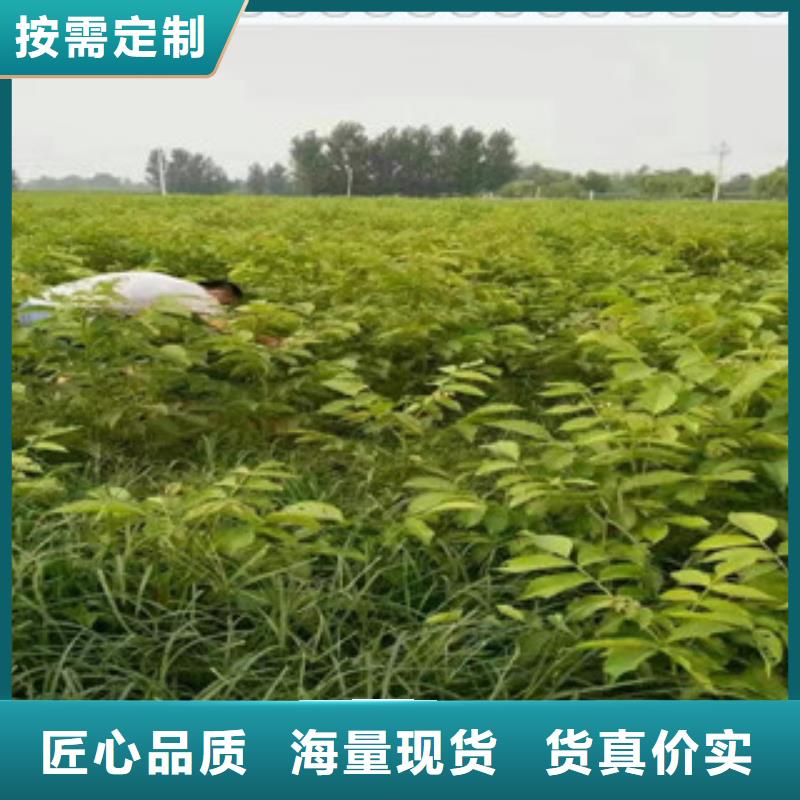 供应批发核桃苗-保质
