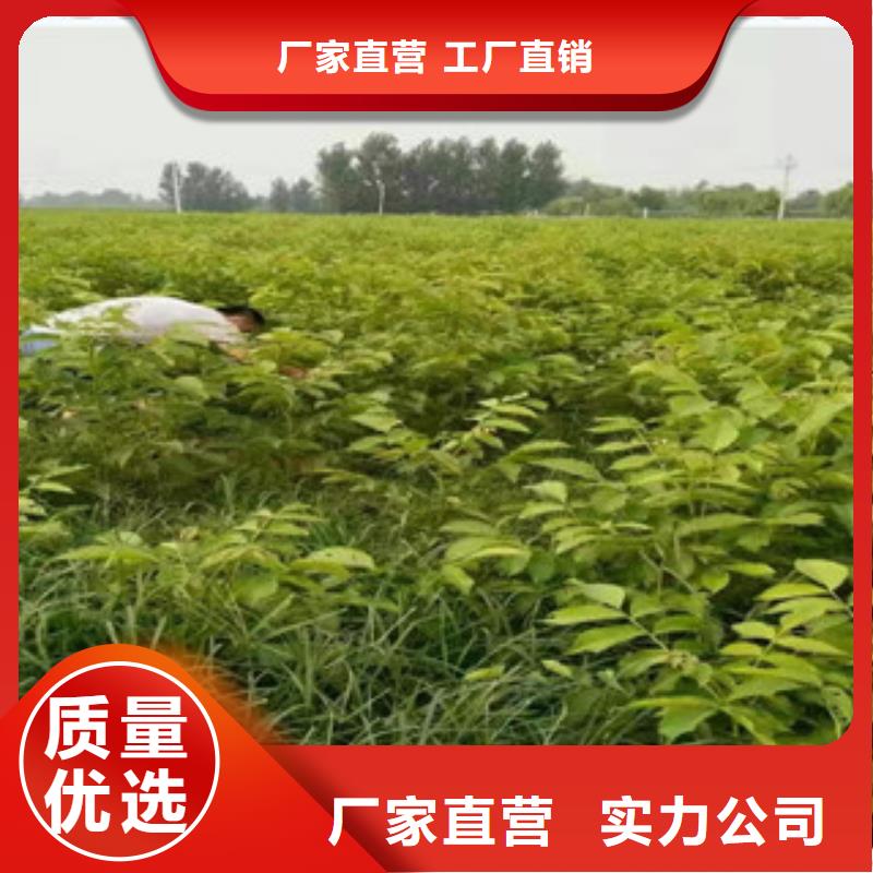 核桃苗销售地址