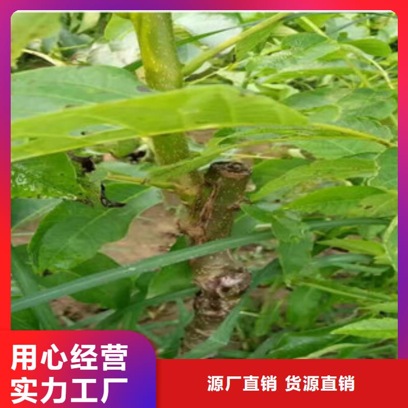 核桃苗销售地址