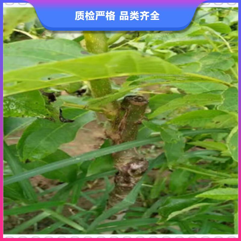 核桃苗、核桃苗厂家直销-值得信赖
