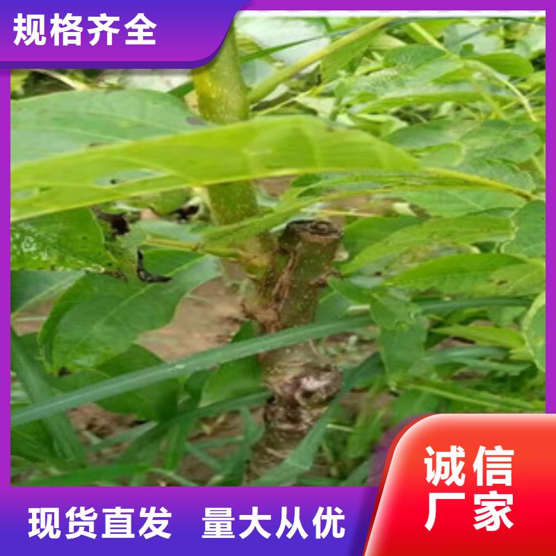 #核桃苗#欢迎来电询价
