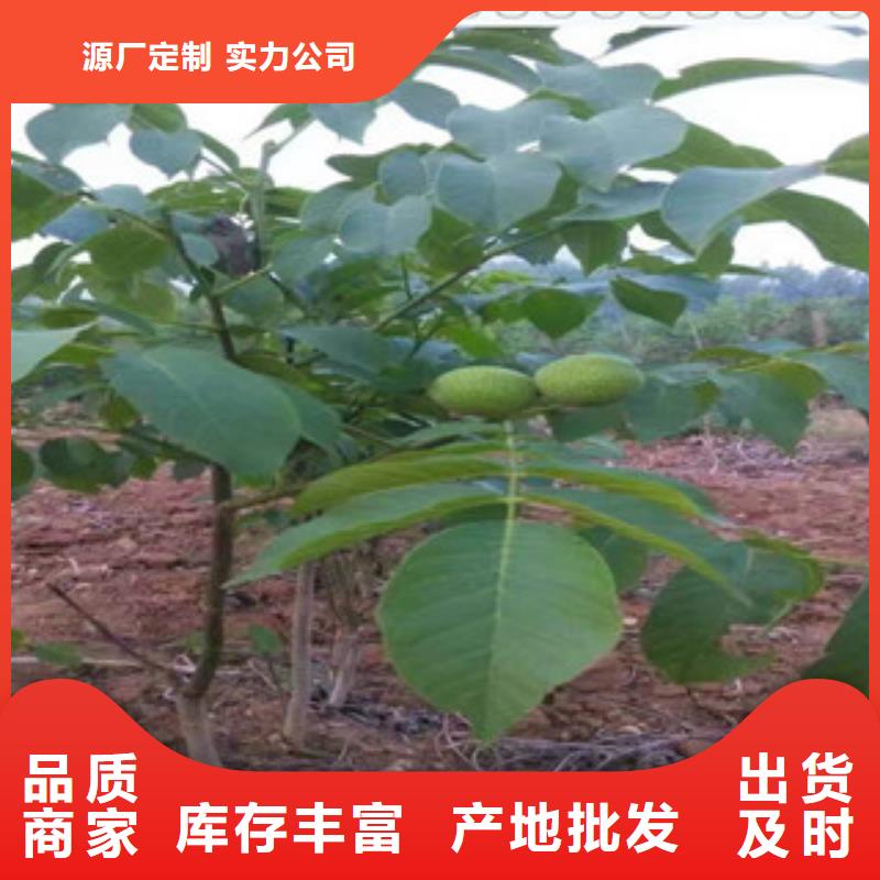 质优价廉的核桃苗经销商