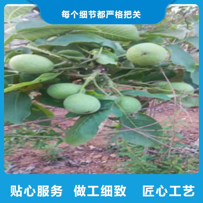 核桃苗质保时间长