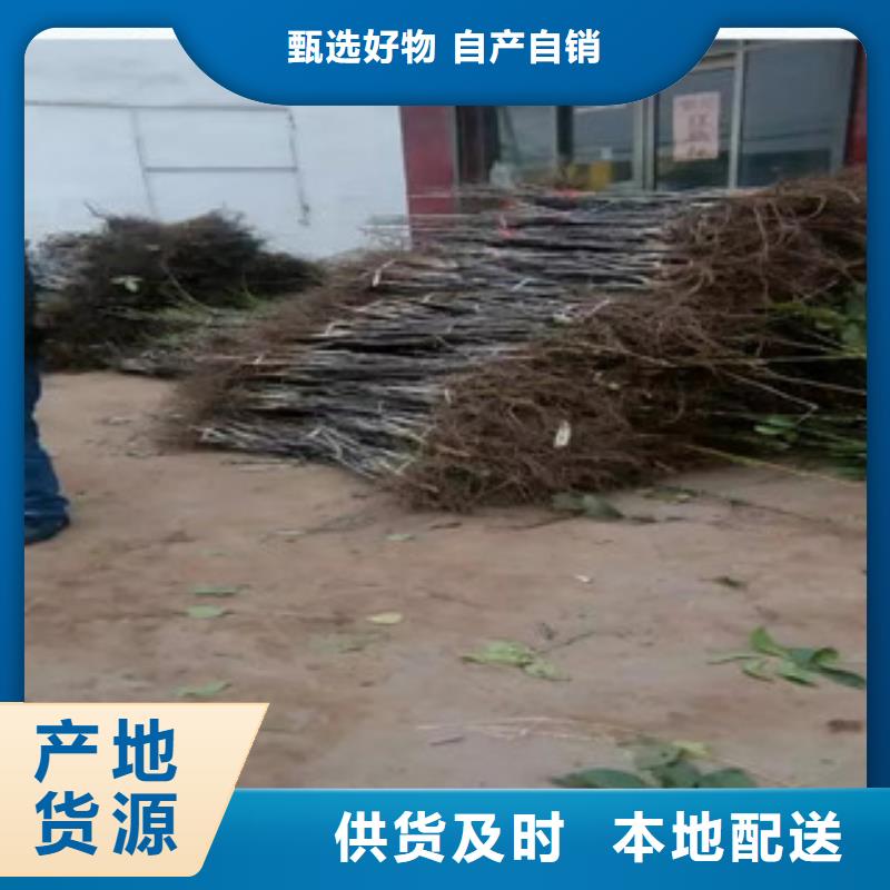 核桃苗销售