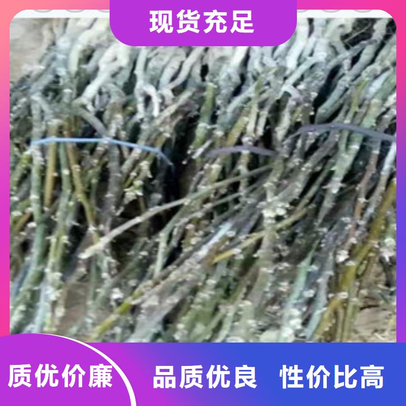 核桃苗销售地址