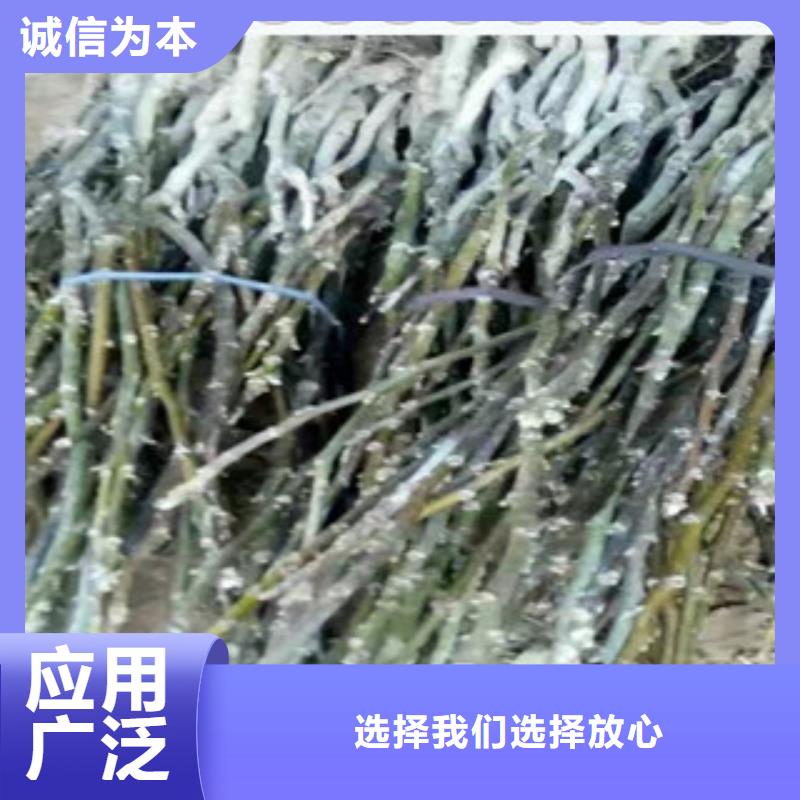 核桃苗优惠多