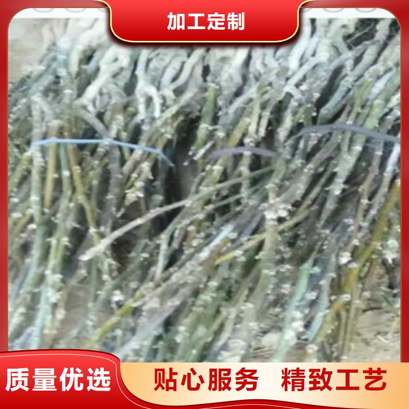 2025##核桃苗厂家##批发