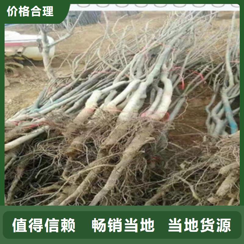 质量可靠的核桃苗供货商