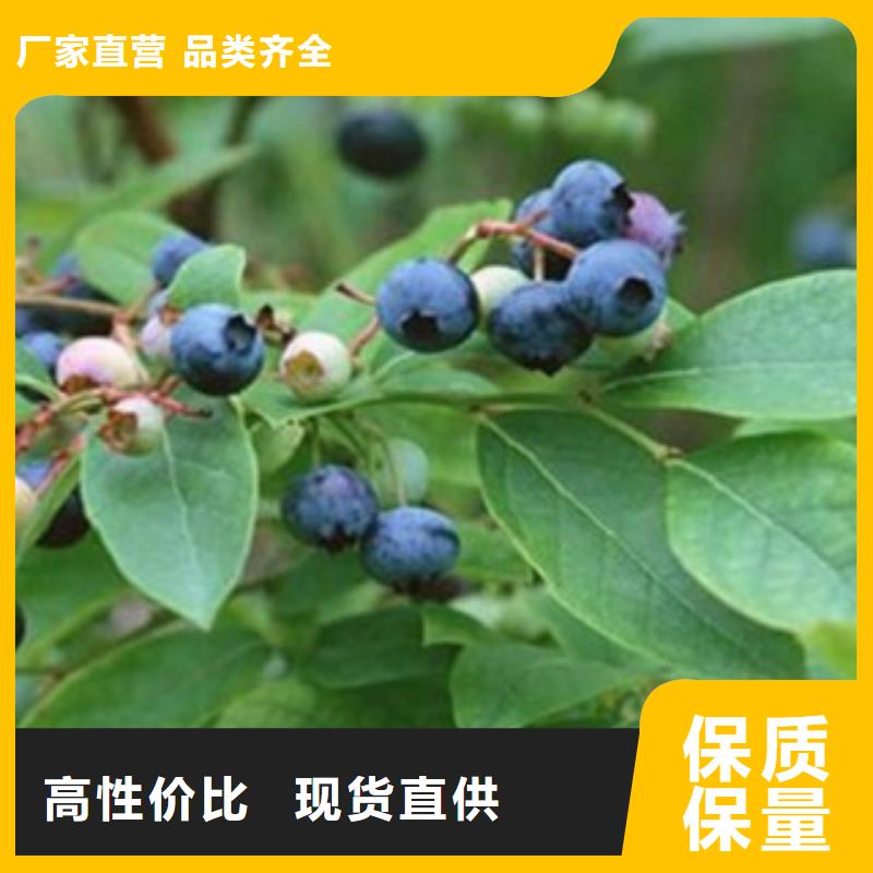 蓝莓苗买的放心