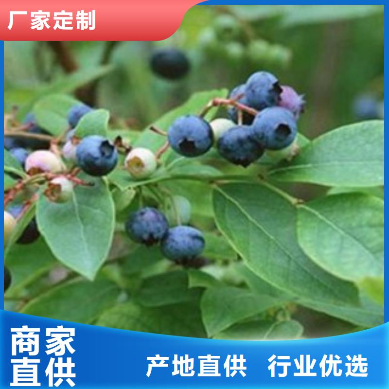 优质蓝莓苗的销售厂家