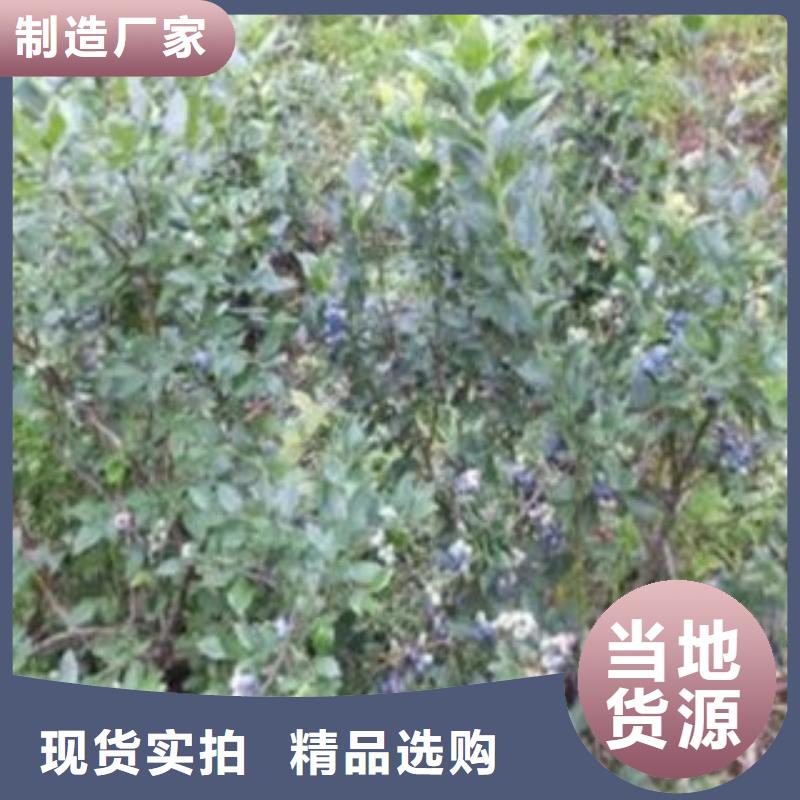 蓝莓苗出厂价