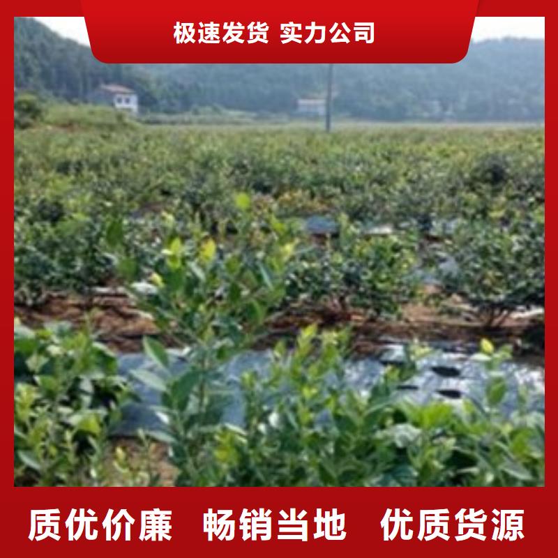蓝莓苗高端定制