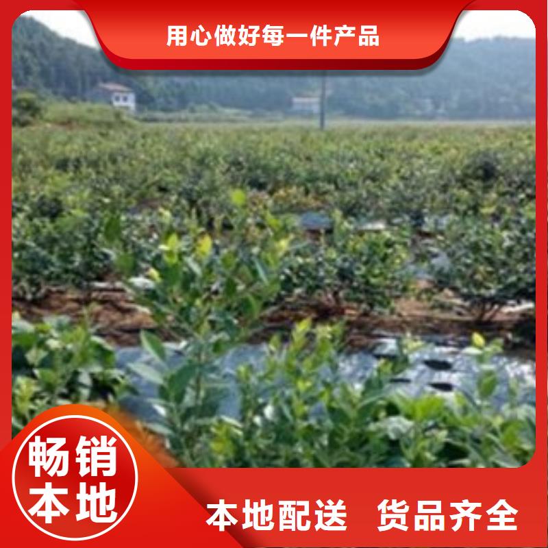 蓝莓苗-蓝莓苗厂家直发