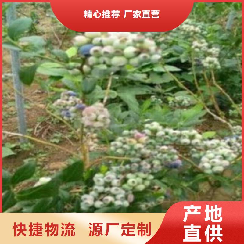 蓝莓苗-蓝莓苗省心