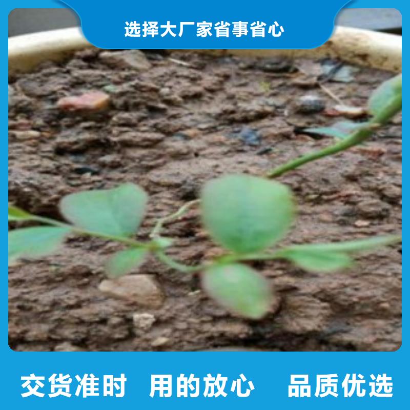 蓝莓苗买的放心