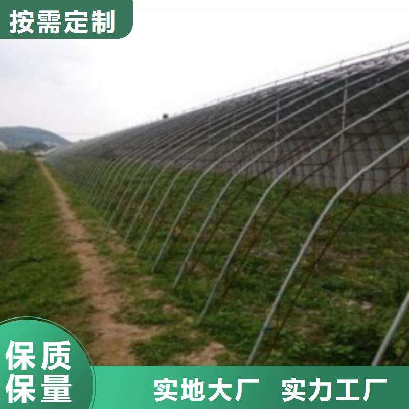 蓝莓苗-蓝莓苗厂家直发