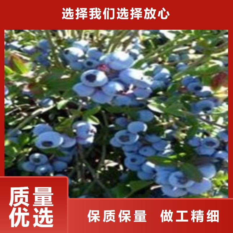 采购蓝莓苗必看-规格全