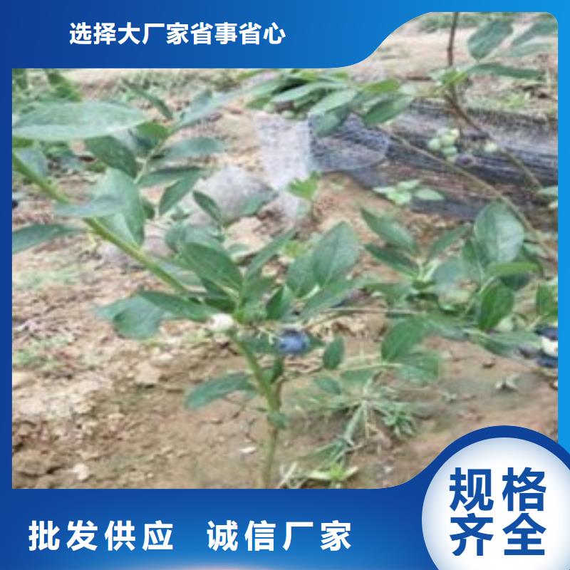 蓝莓苗-蓝莓苗厂家直发