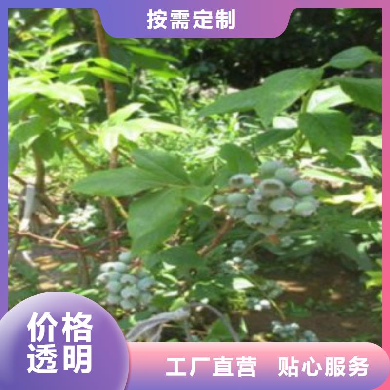 蓝莓苗-蓝莓苗经验丰富