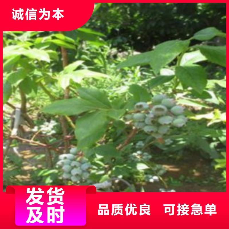 蓝莓苗、蓝莓苗厂家直销-认准兴海苗木种植合作社