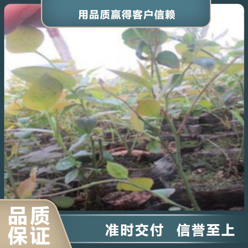 蓝莓苗_本地企业放心选择