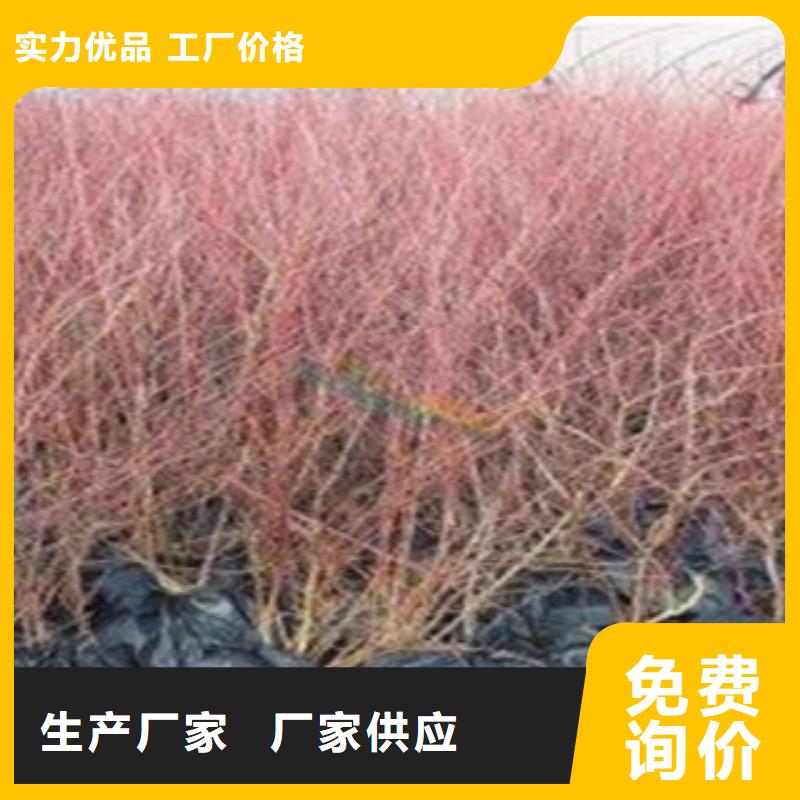 蓝莓苗全国送货上门