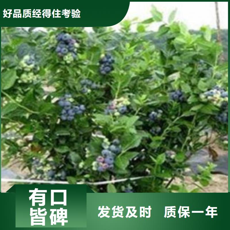 优质蓝莓苗的销售厂家