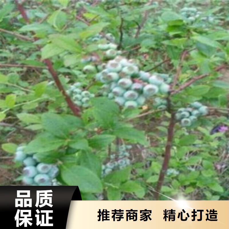 注重蓝莓苗质量的厂家