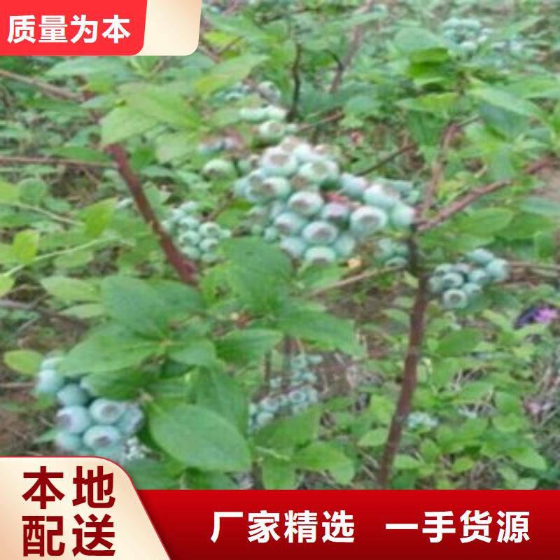 蓝莓苗_本地企业放心选择