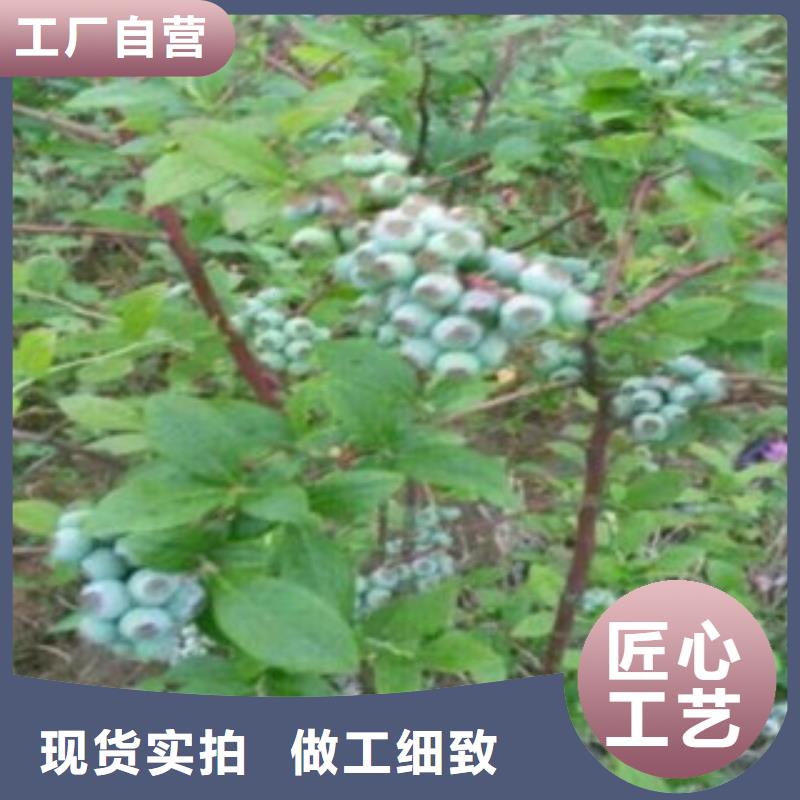 价格低的蓝莓苗现货厂家