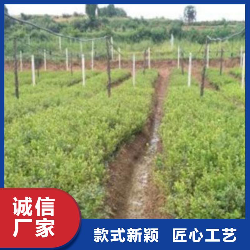 库存充足的蓝莓苗销售厂家