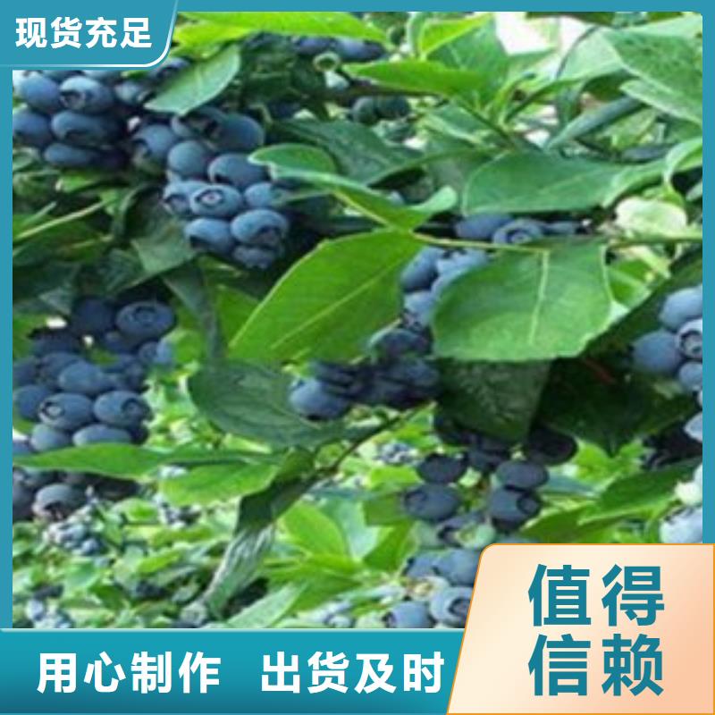 蓝莓苗生产厂家欢迎咨询订购
