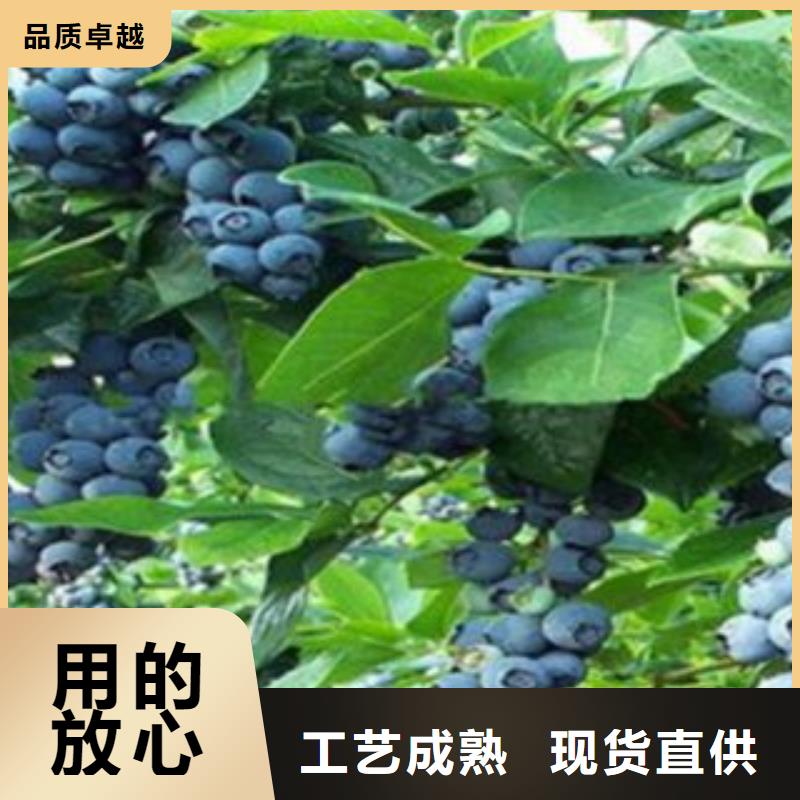 专业销售蓝莓苗-靠谱